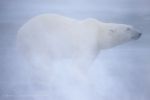 Polar Bear Frozen
